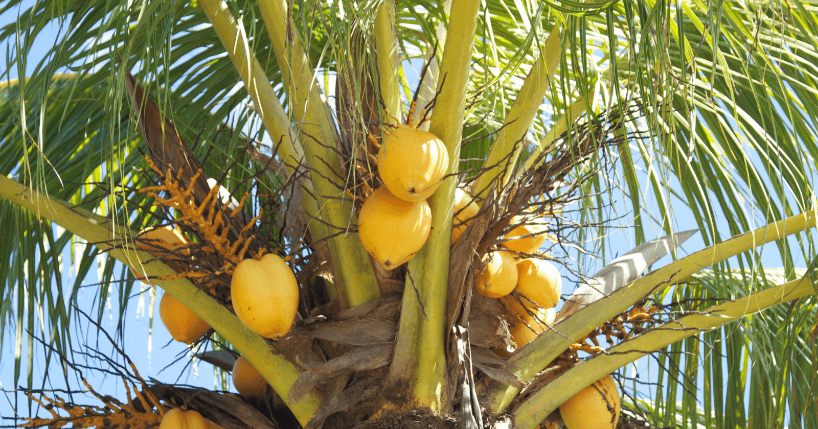 Palmbomensuriname